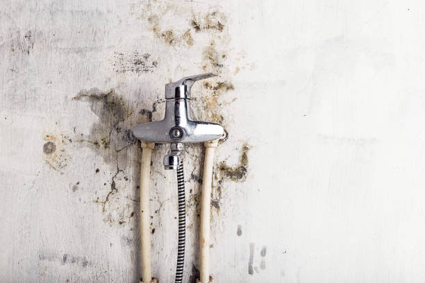 Best DIY Mold Remediation Support Services in Sandersville, GA