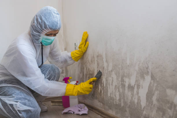 Best Commercial Mold Remediation in Sandersville, GA