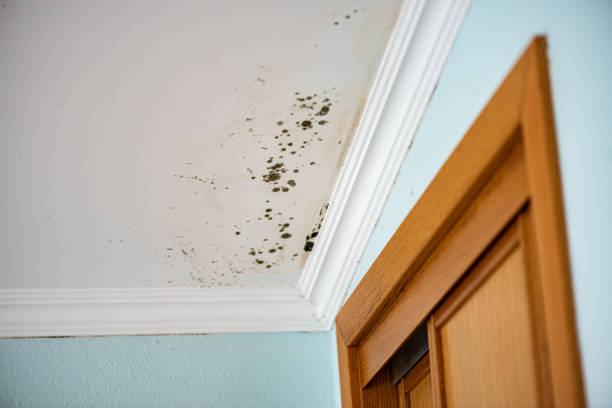Reliable Sandersville, GA Mold Remediation Solutions