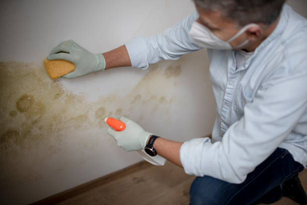 Best Industrial Mold Remediation in Sandersville, GA