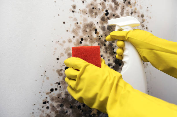 Best Attic Mold Remediation in Sandersville, GA