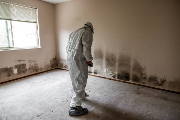 Best Black Mold Remediation in Sandersville, GA