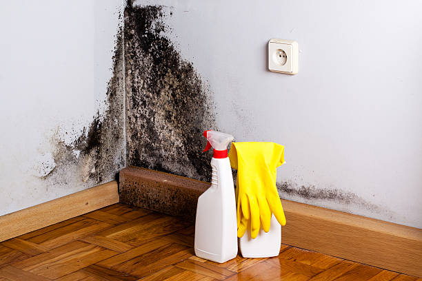 Best Preventive Mold Services in Sandersville, GA