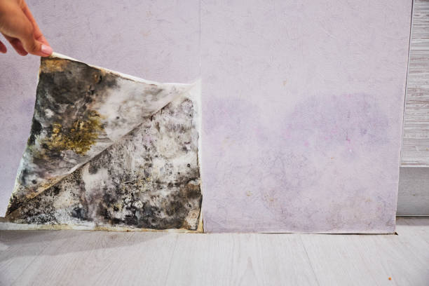 Best Residential Mold Remediation in Sandersville, GA